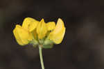 Bird's-foot trefoil